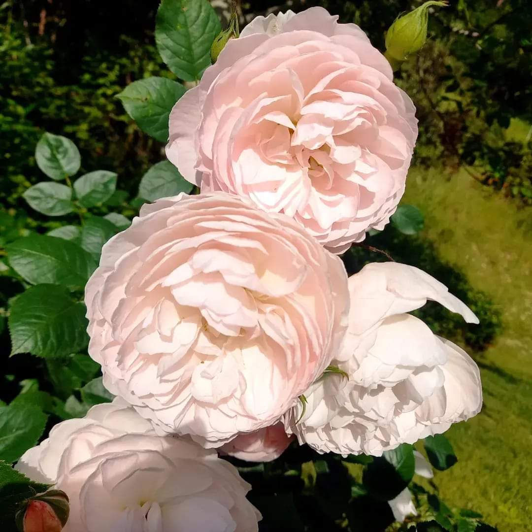 the-generous-gardener